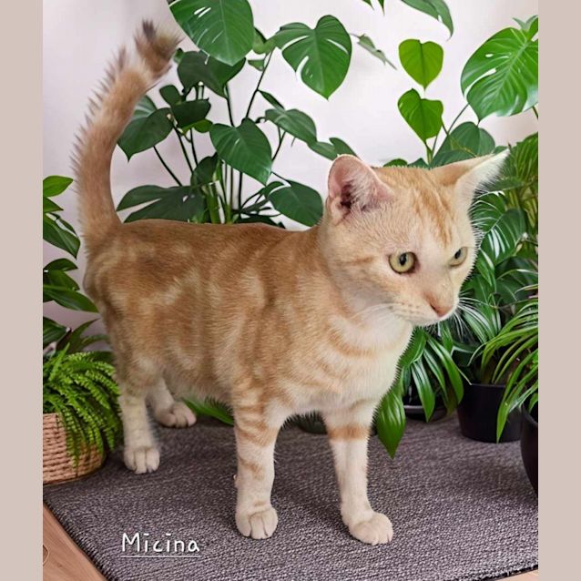 Photo of Micina