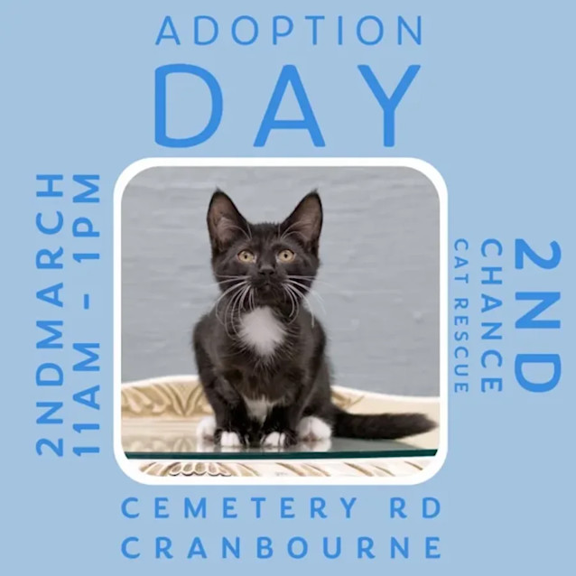 Photo of Cecilia ** 2nd Chance Cat Rescue**