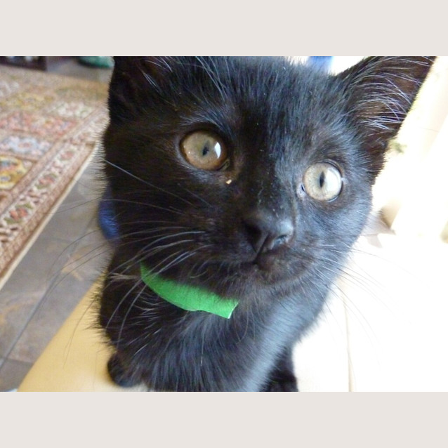 Photo of Zed