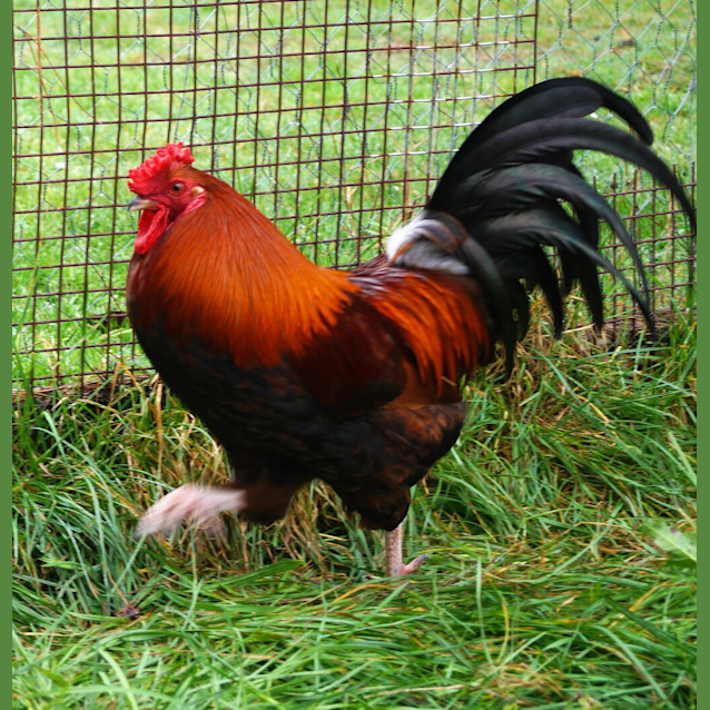 Photo of Boris Pecker