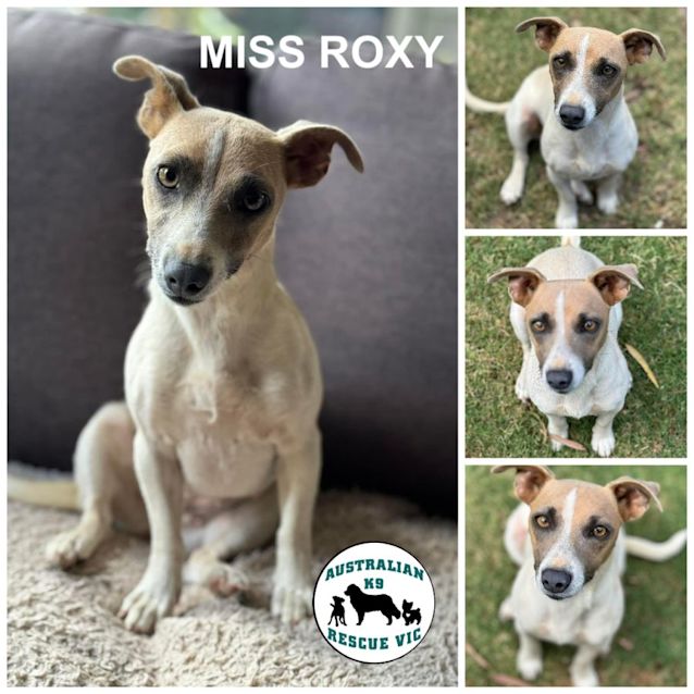 Photo of Miss  Roxy 