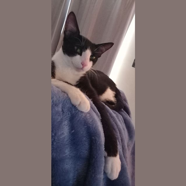 Photo of Flossy