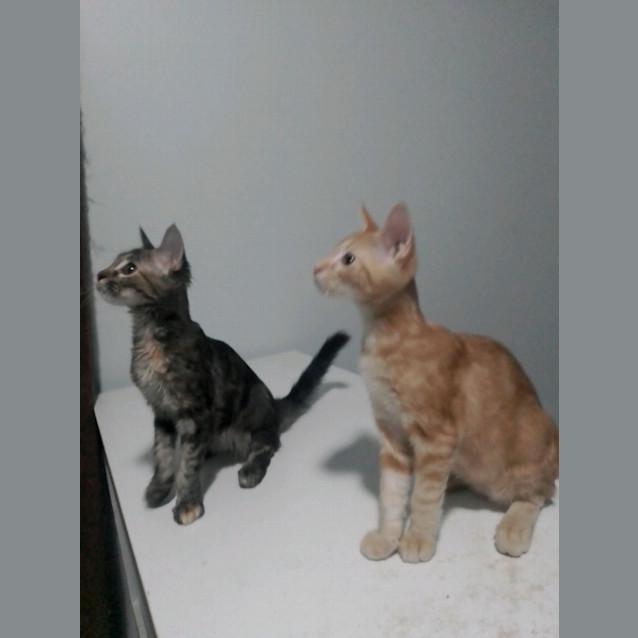 Photo of Macaulay (Joshua)