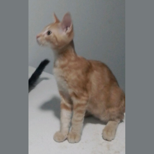 Photo of Macaulay (Joshua)