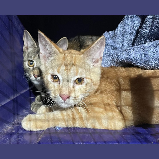 Photo of Macaulay (Joshua)