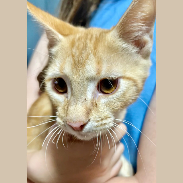 Photo of Macaulay (Joshua)