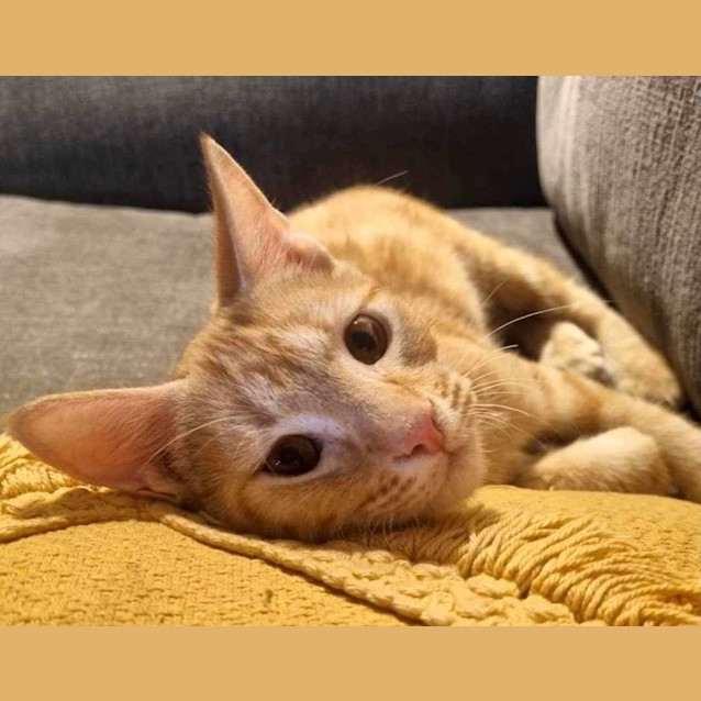 Photo of Macaulay (Joshua)