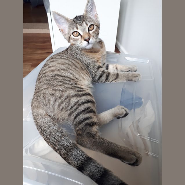 Photo of Ruby