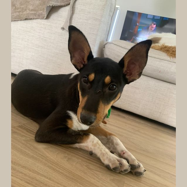 Photo of Pip
