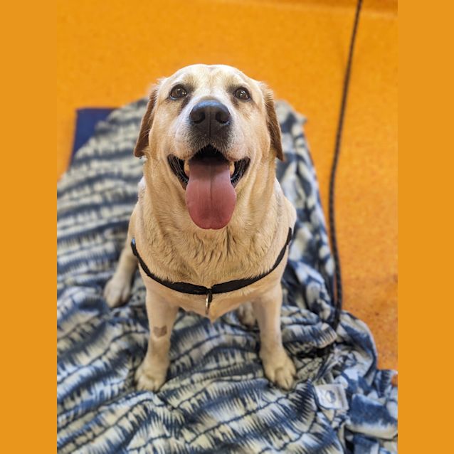 Photo of Gracie