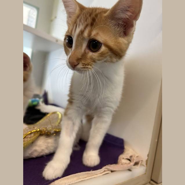 Photo of Nutmeg