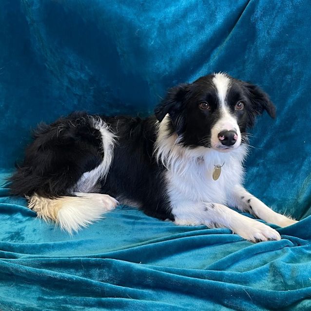 Photo of Tucker