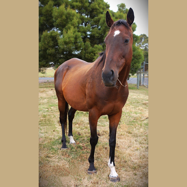 Photo of Rambo 