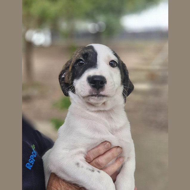 Photo of Frankie