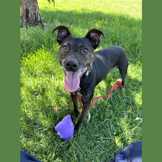 Photo of Merry