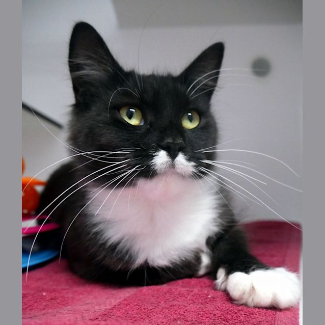 Photo of Cherry Sta012330