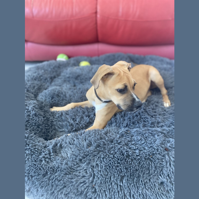 Photo of Hunter