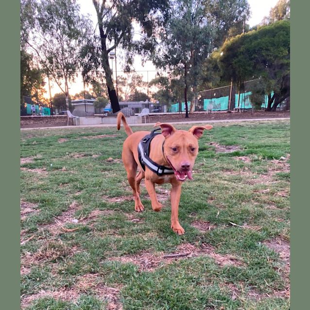 Photo of Tonka 