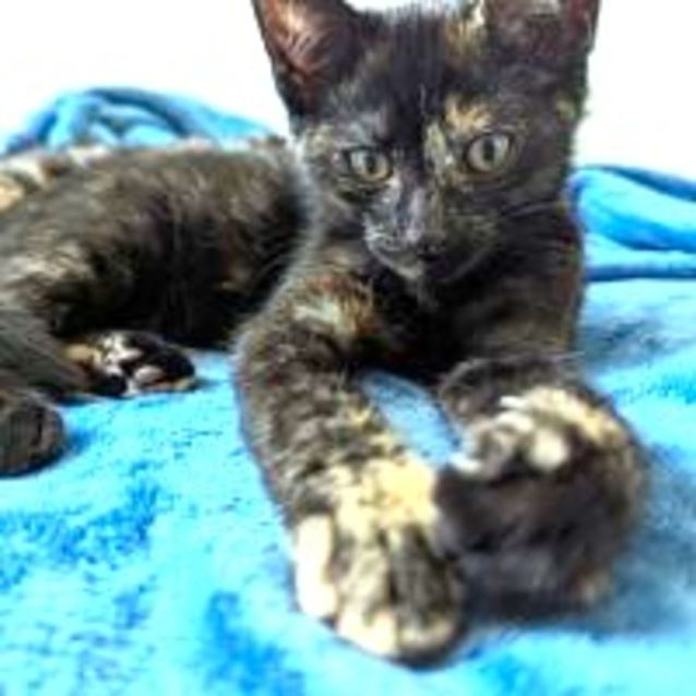 Photo of Dahlia   Located In Northcote