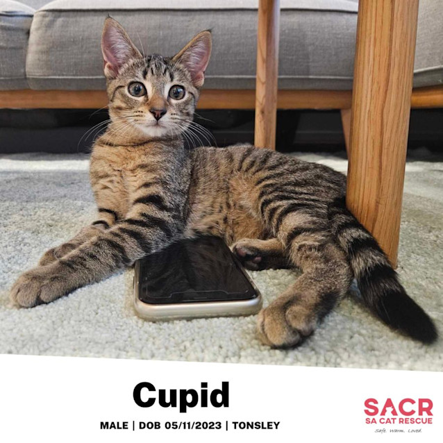 Photo of Cupid