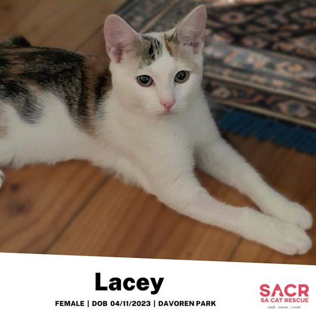 Photo of Lacey