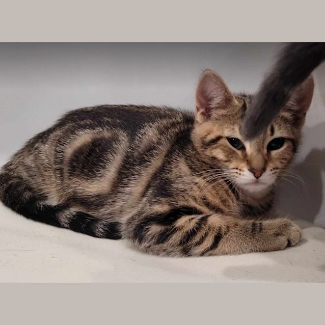 Photo of Nutmeg