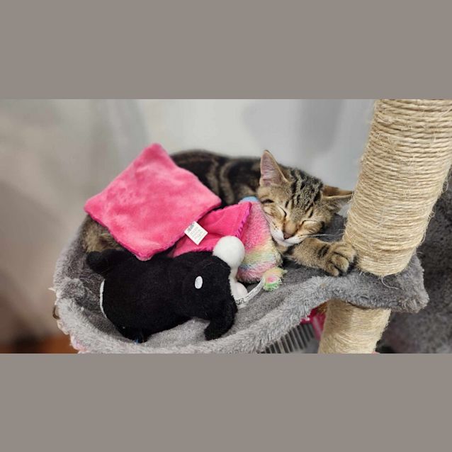 Photo of Nutmeg