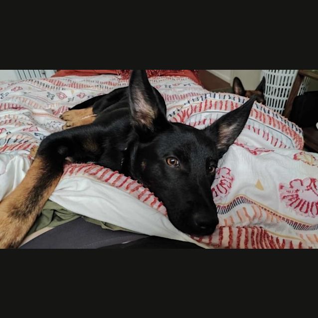 Photo of Chase 