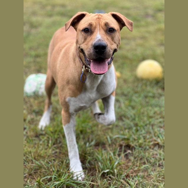 Photo of Audrey   4 Year Old Mastiff X (Trial)