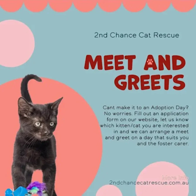 Photo of Miss Houdini **2nd Chance Cat Rescue**