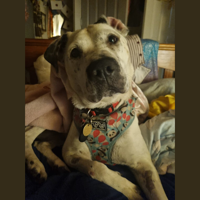 Photo of Clarabelle