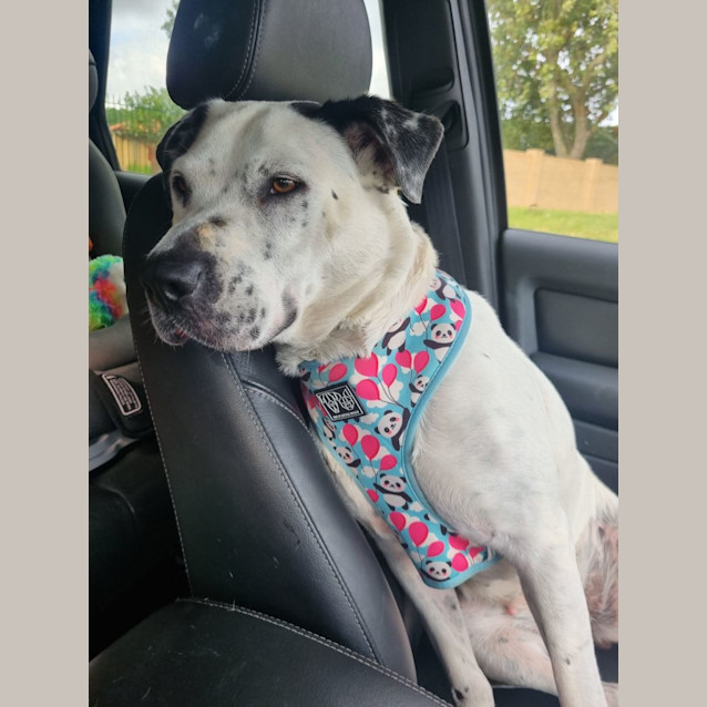 Photo of Clarabelle