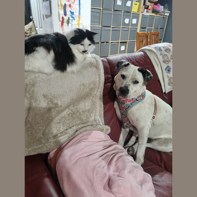 Photo of Clarabelle