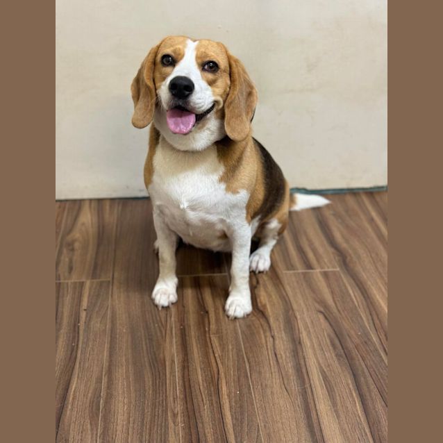 Photo of Willow And Ivy