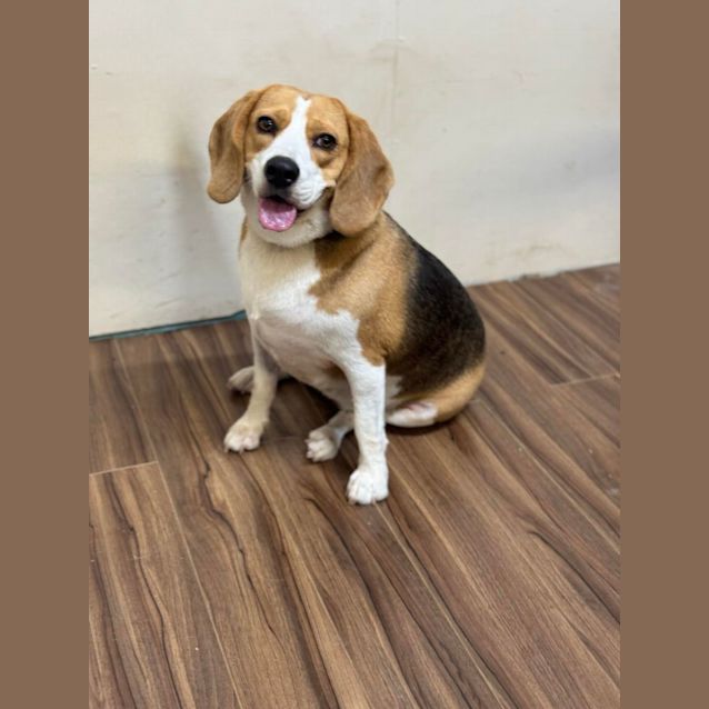 Photo of Willow And Ivy