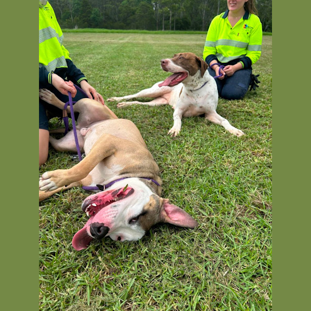 Photo of Siggy (Imp. 1879)