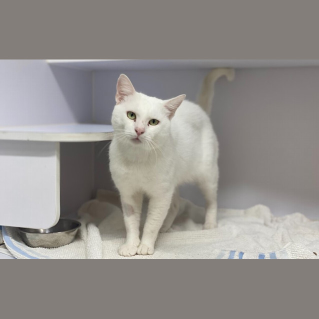 Photo of Sir Purrs A Lot Theadorable