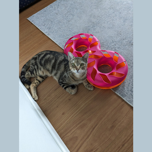Photo of Slipper