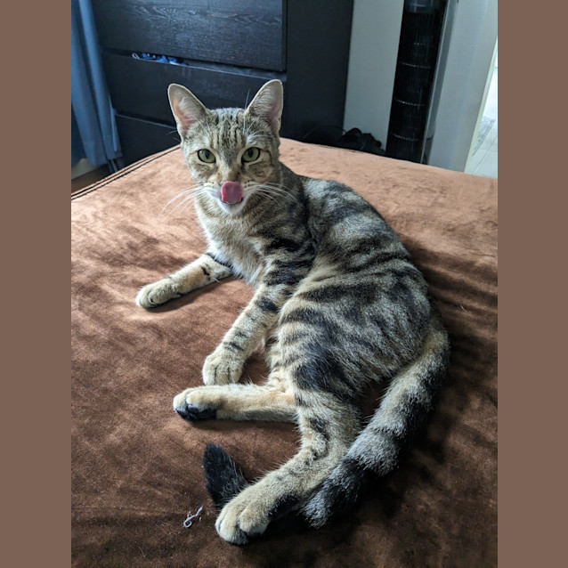 Photo of Slipper
