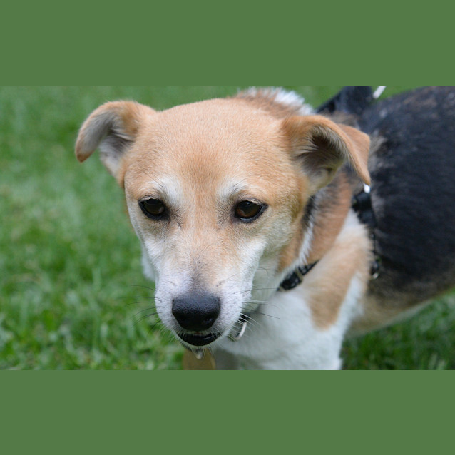 Photo of Toby