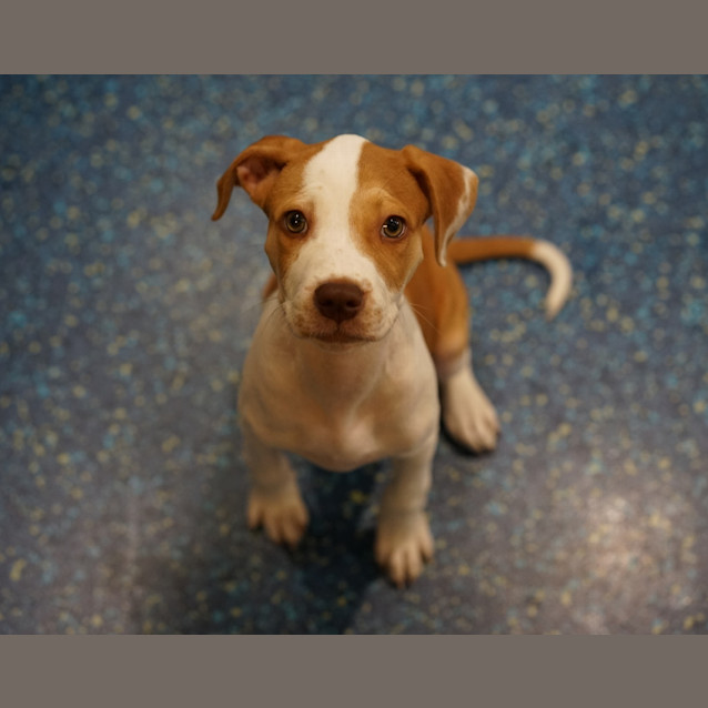 Photo of Biscuit