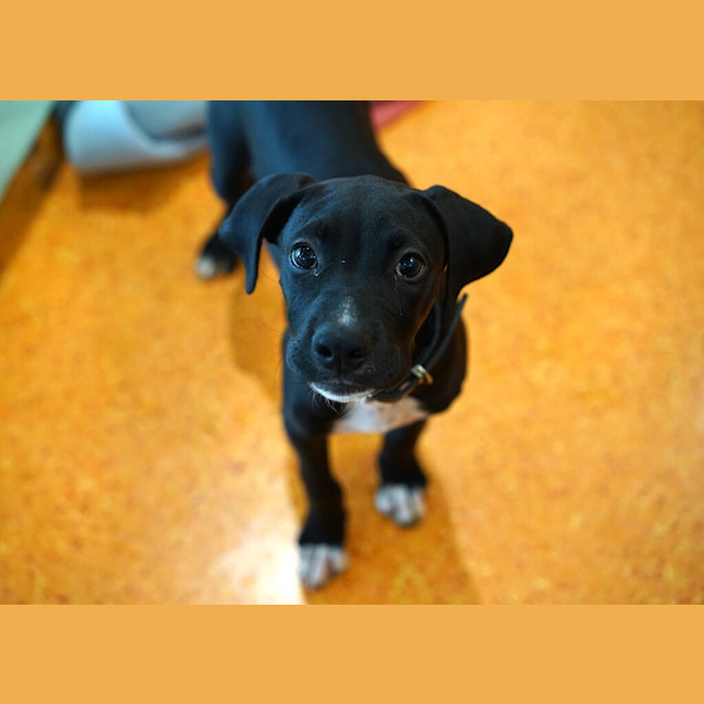 Photo of Rufus
