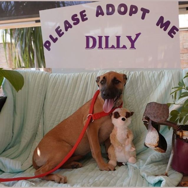 Photo of Dilly 