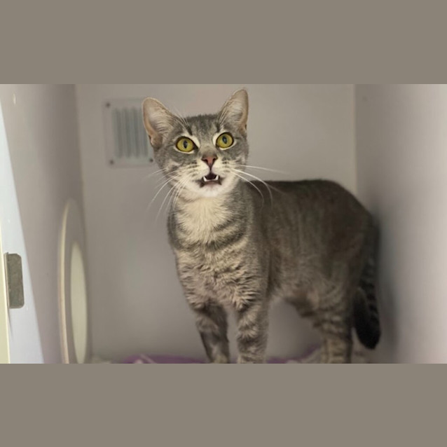 Photo of Ricky Ticky Tabby