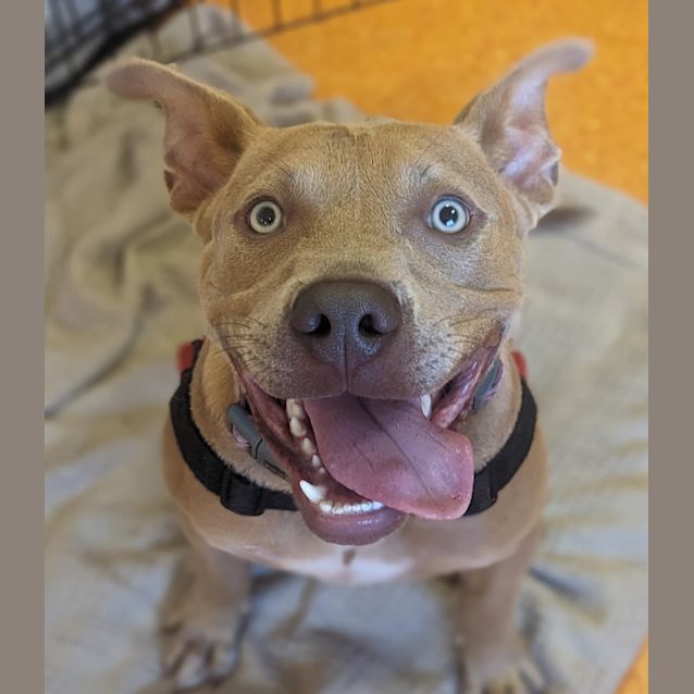 Photo of Phantom