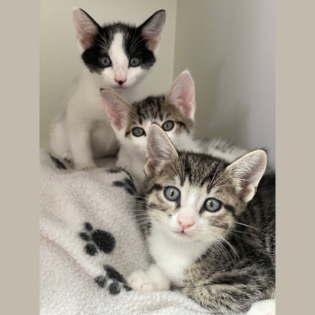 Photo of Dylan (0061)