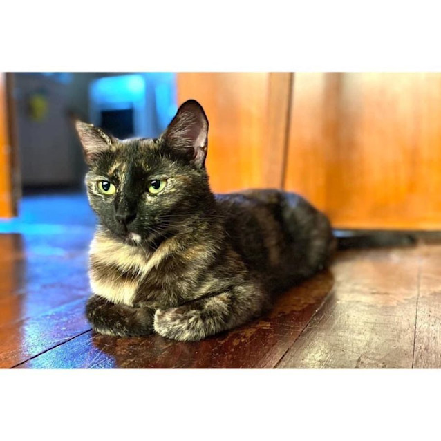 Photo of 9816   Ranavalona