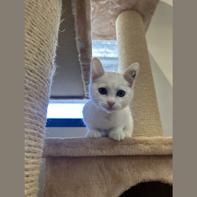 Photo of Sour Cream