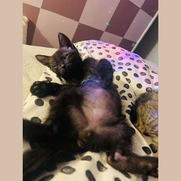 Photo of Pepperoni 