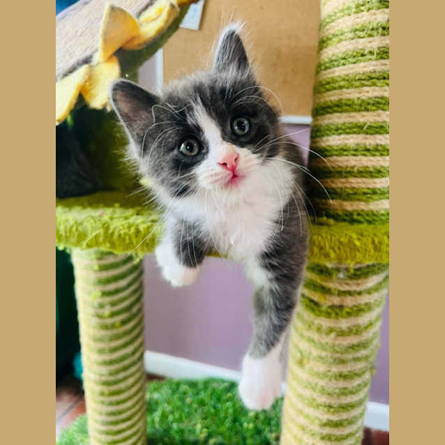 Photo of Panini